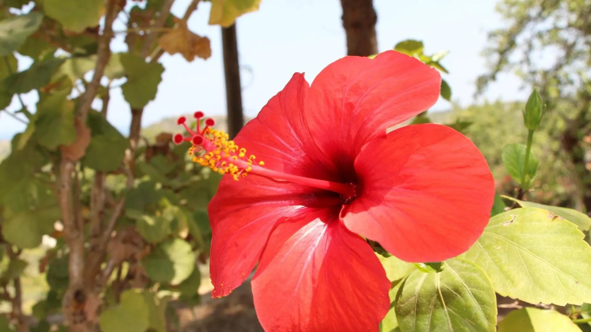 Villa Ambra - Noto Holiday home